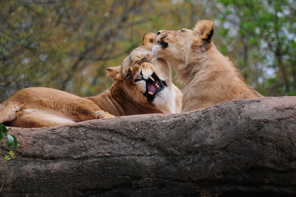 Deux lionnes au repos sur un arbre