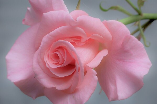 Blütenblätter einer zärtlich rosa Rose für Ihren Look