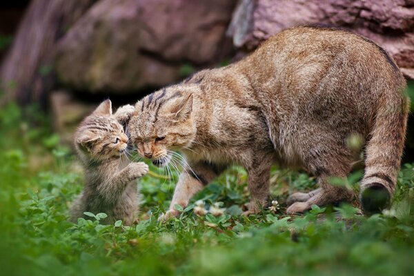 Gato y gatito tocando jugando