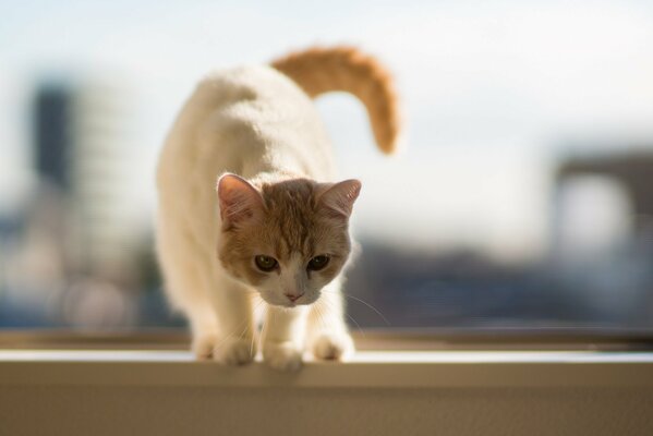 Gatito beige en el alféizar de la ventana