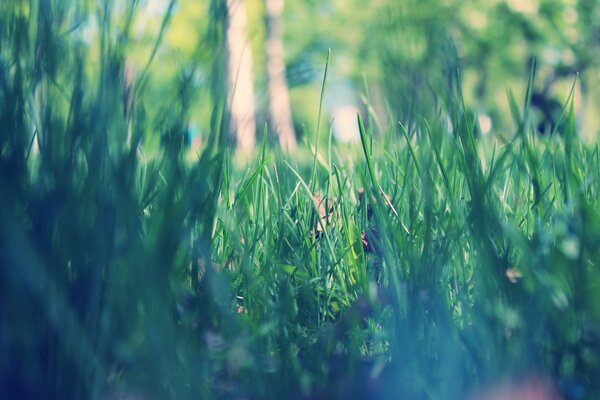 Am frühen Morgen im Frühling, in einer Parklandschaft mit grünem Gras