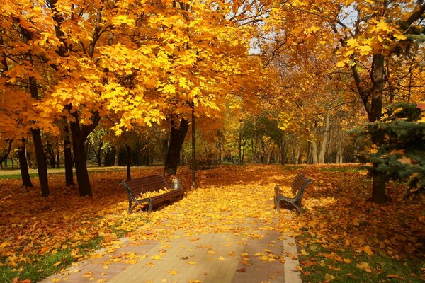 Autumn leaf fall Park benches trees yellow foliage