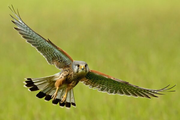 Pájaro cernícalo con un amplio aleteo