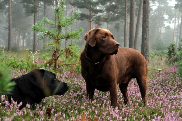 Zwei große Hunde auf einer Blumenwiese im Wald