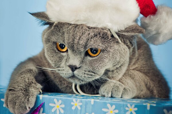 British grey cat in a New Year s hat