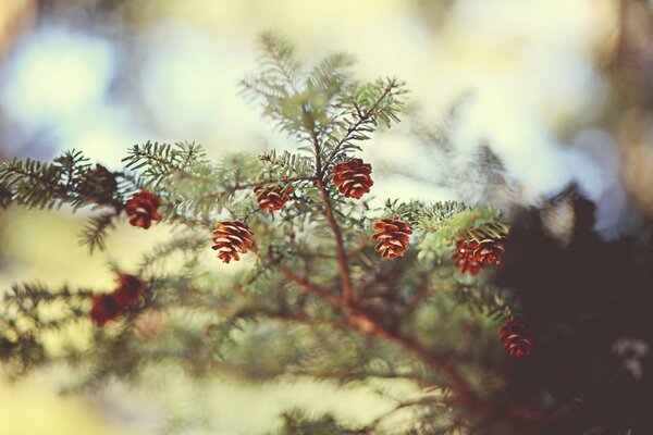 A branch of a fir tree with small cones