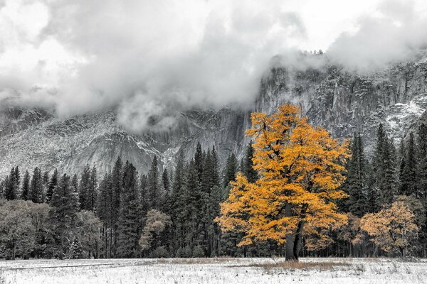 Yellow tree on a discolored background