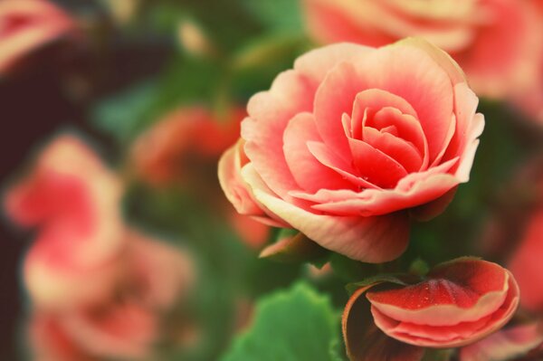 Opened rose petals in dewdrops