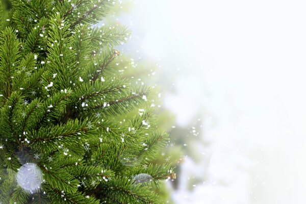 Christmas tree in the snow sparkling branches