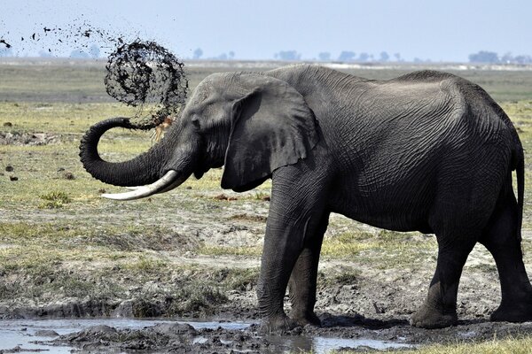 Großer Elefant mit gebogenem Stamm