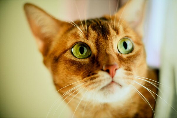 A red-haired green-eyed cat on a blurry background