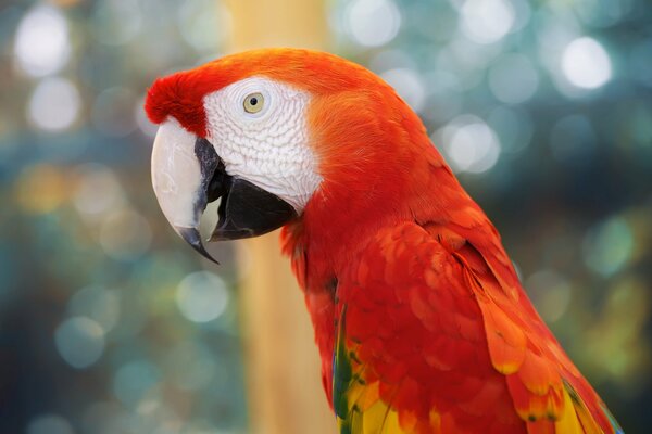 A big beautiful parrot with red plumage