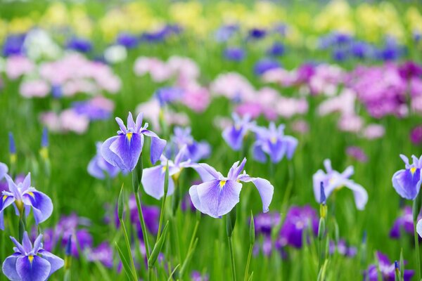 Summer flower field of irises