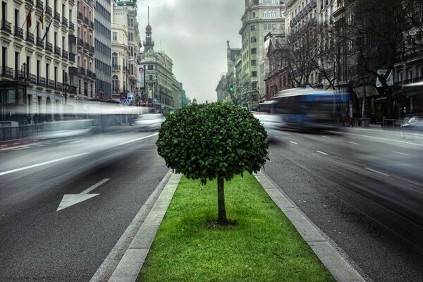 Busy roadway and green tree