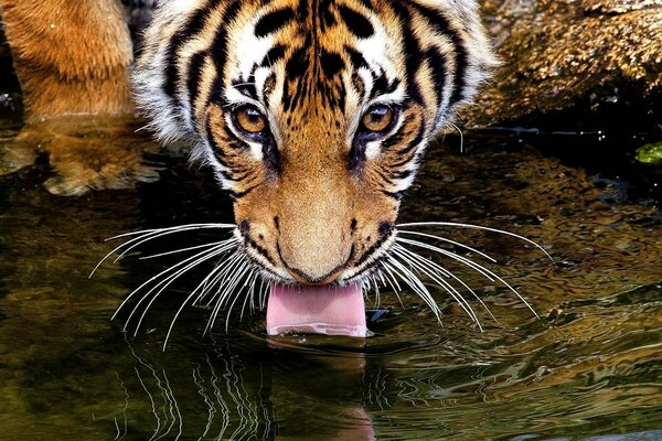 A water-drinking tiger with an attentive gaze