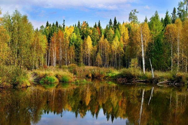 The forest is reflected in the water surface