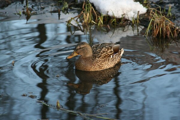 Floating duck in winter in the lake
