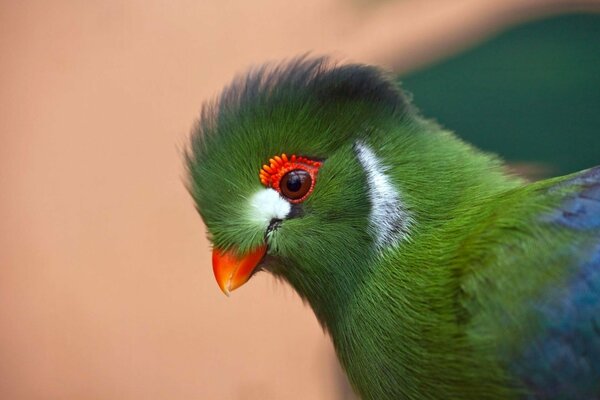 Попугай с зеленым оперением в профиль