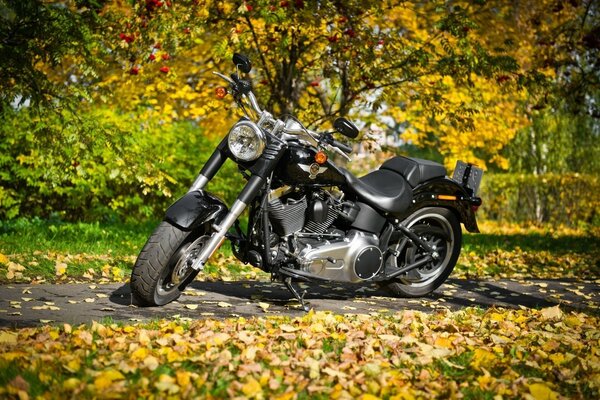 Motocicleta negra en follaje de otoño