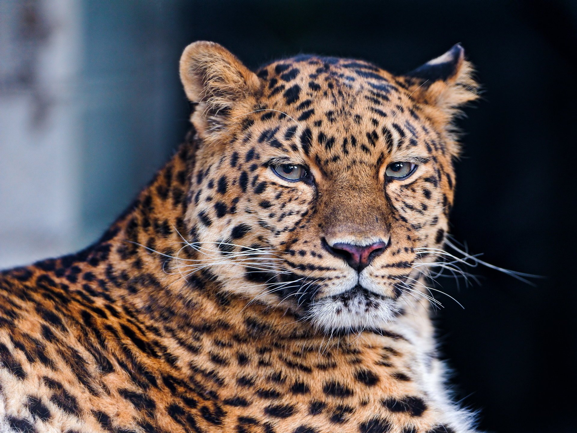 léopard léopard vue moustache se trouve museau panthera pardu