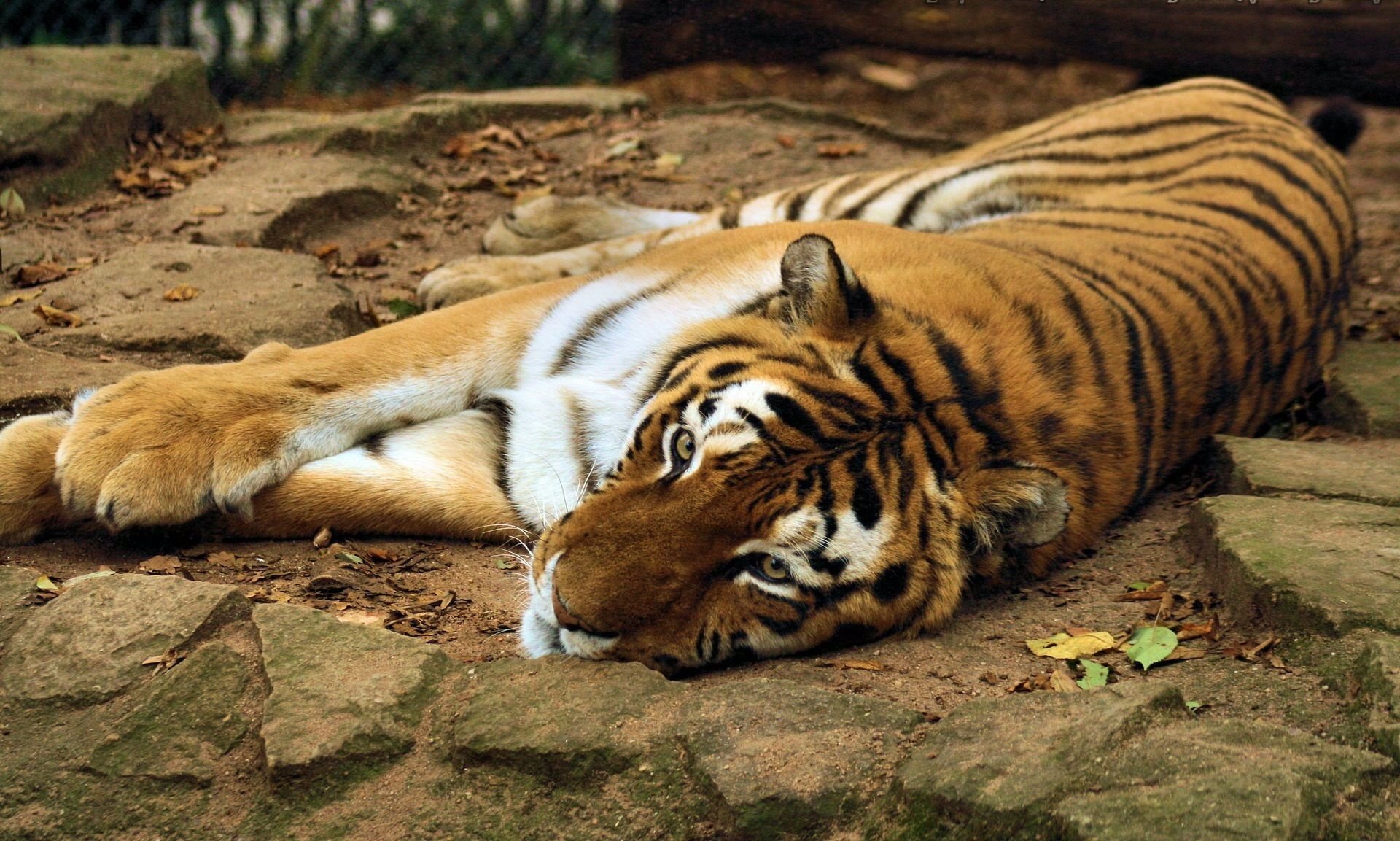 patas hocico tigre piedras se encuentra