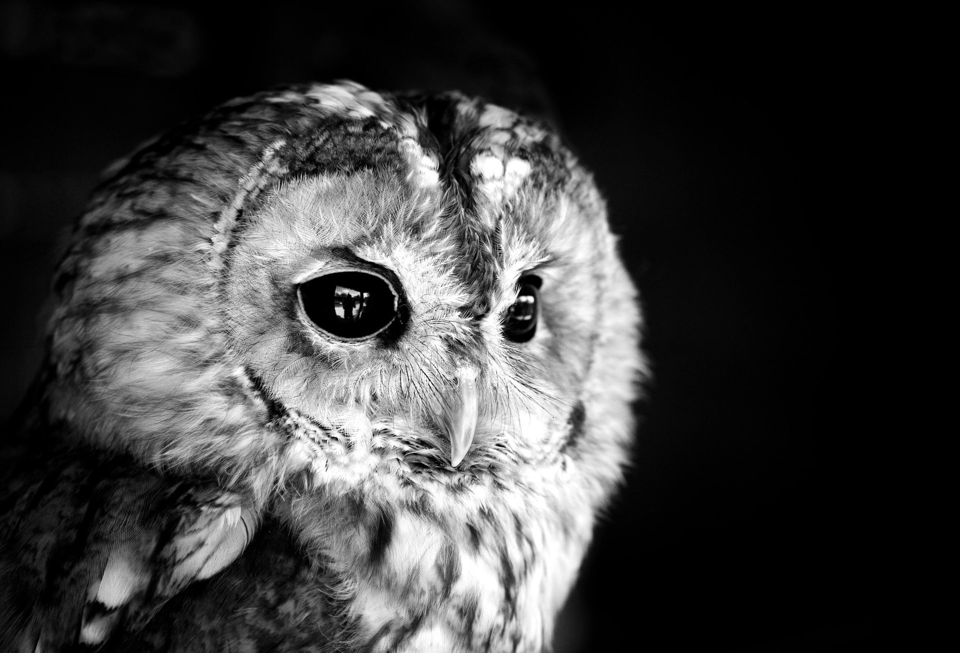 black owl white photo