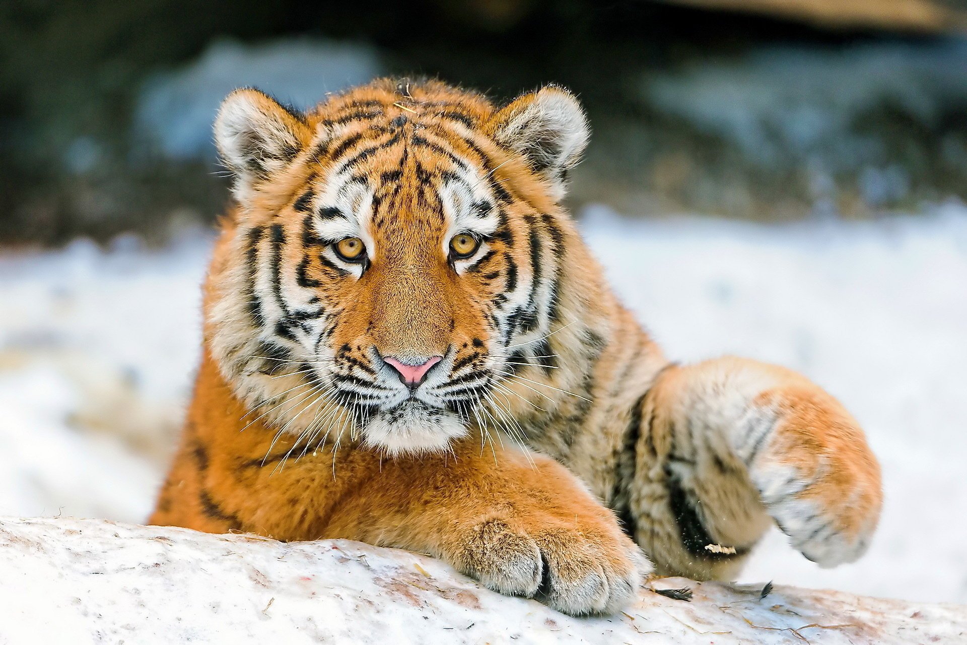 muzzle look tiger cub tiger paw