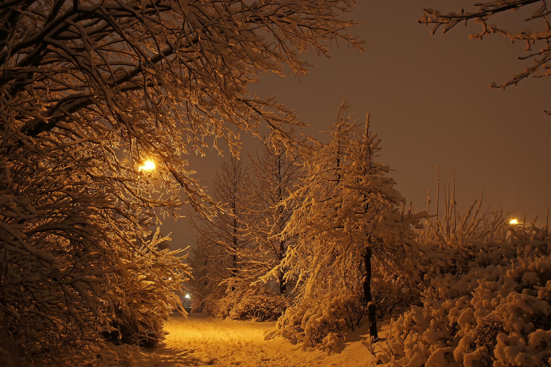 islanda reykjavik inverno notte parco luci neve luce alberi