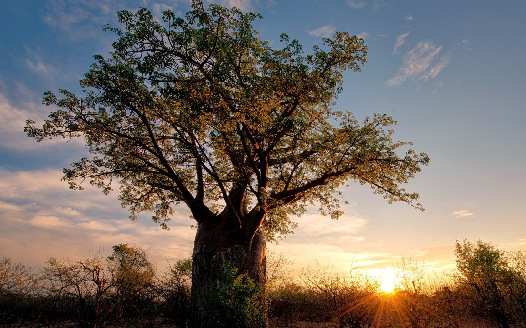 zimbabwe savana africa natura