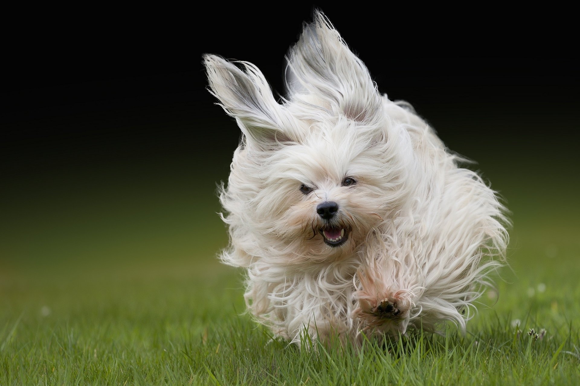 bichon hawański bieganie wełna trawa