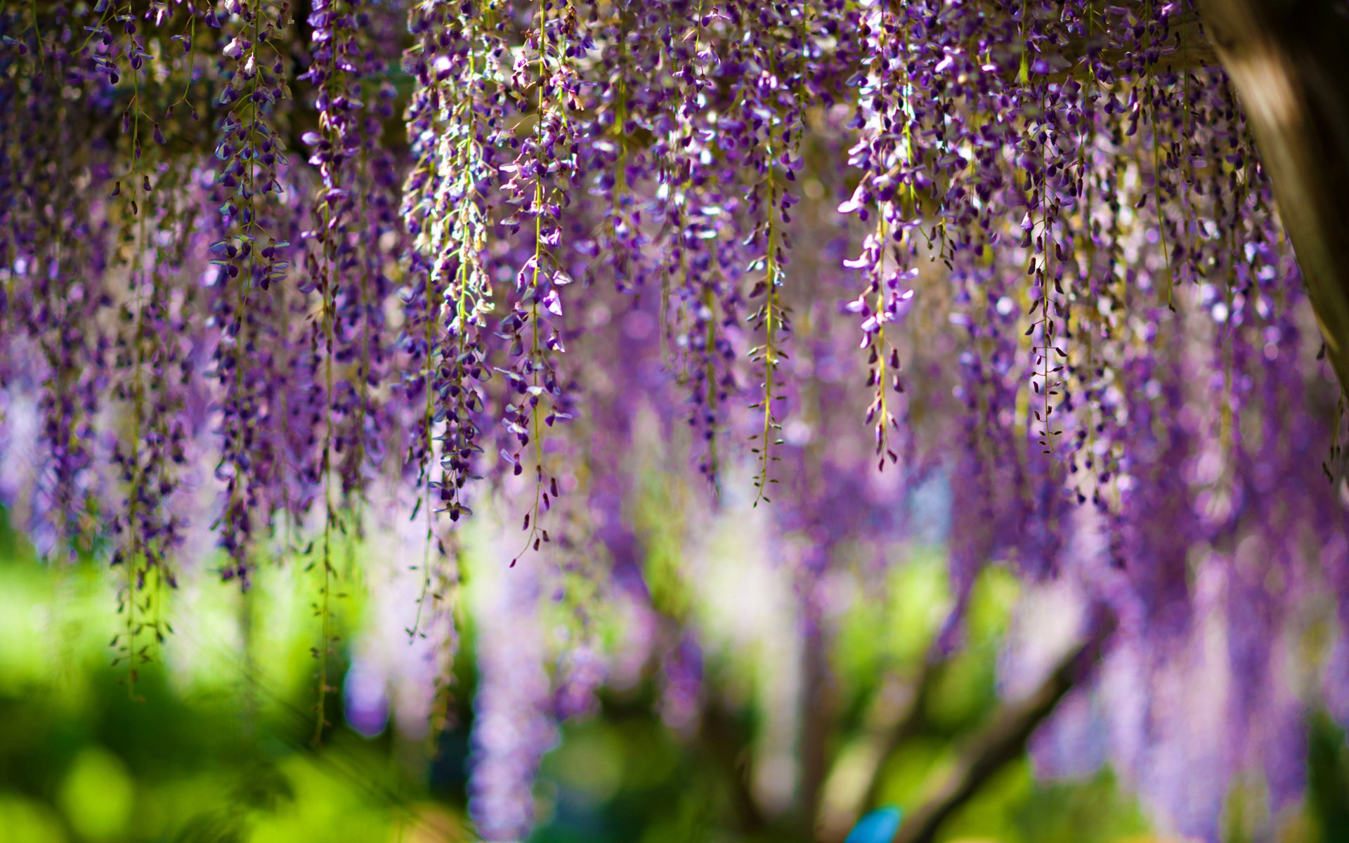 fleurs wisteria bokeh purple flower