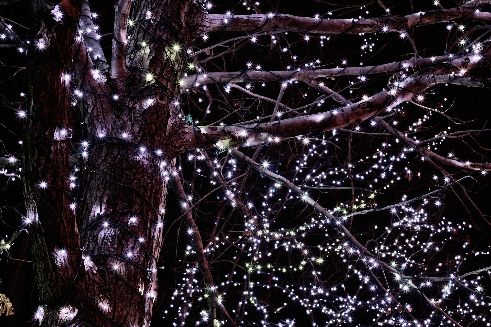 guirlandes branches lumières nuit soirée rue arbre