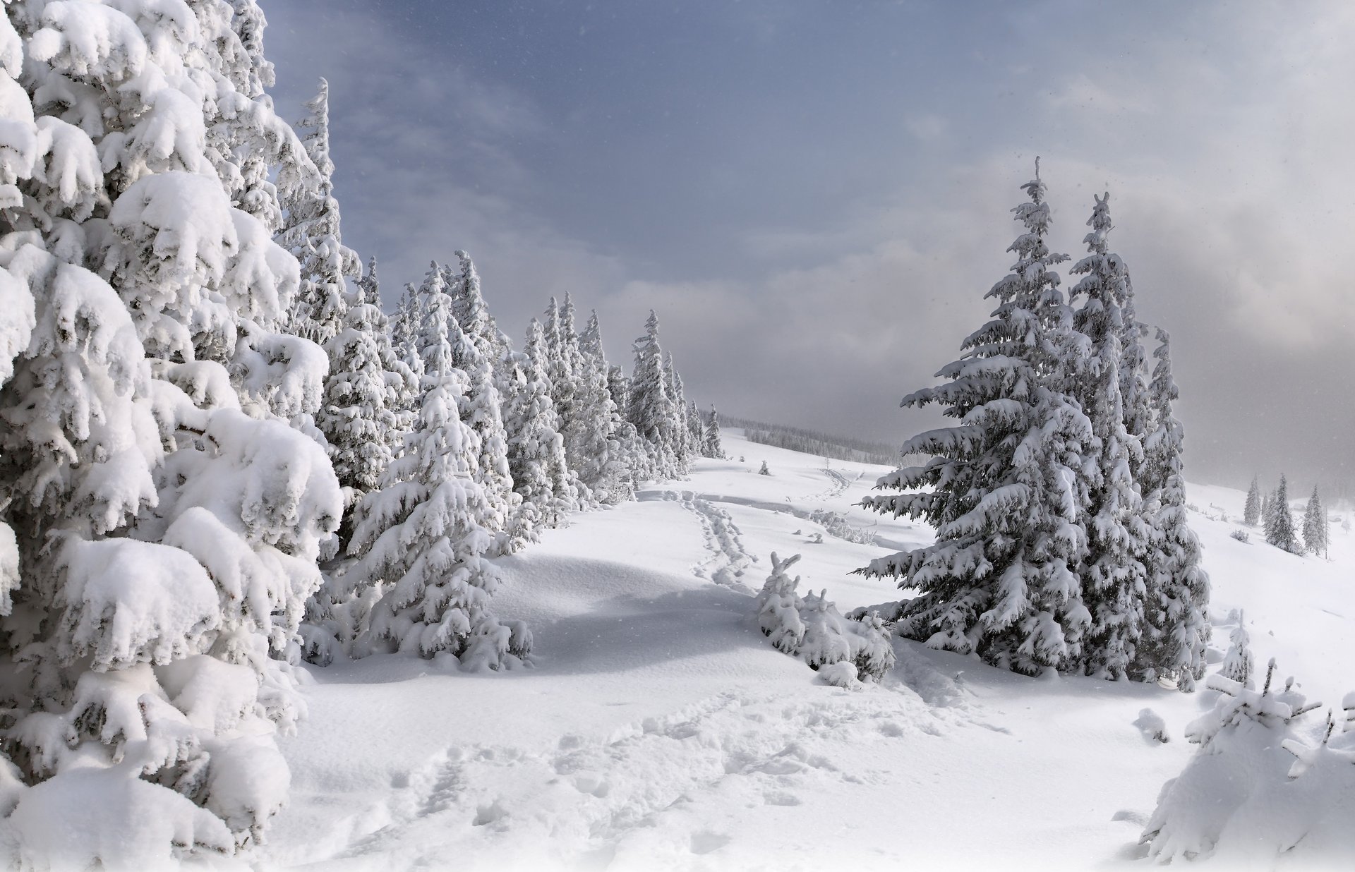 arbres de noël sentiers neige hiver