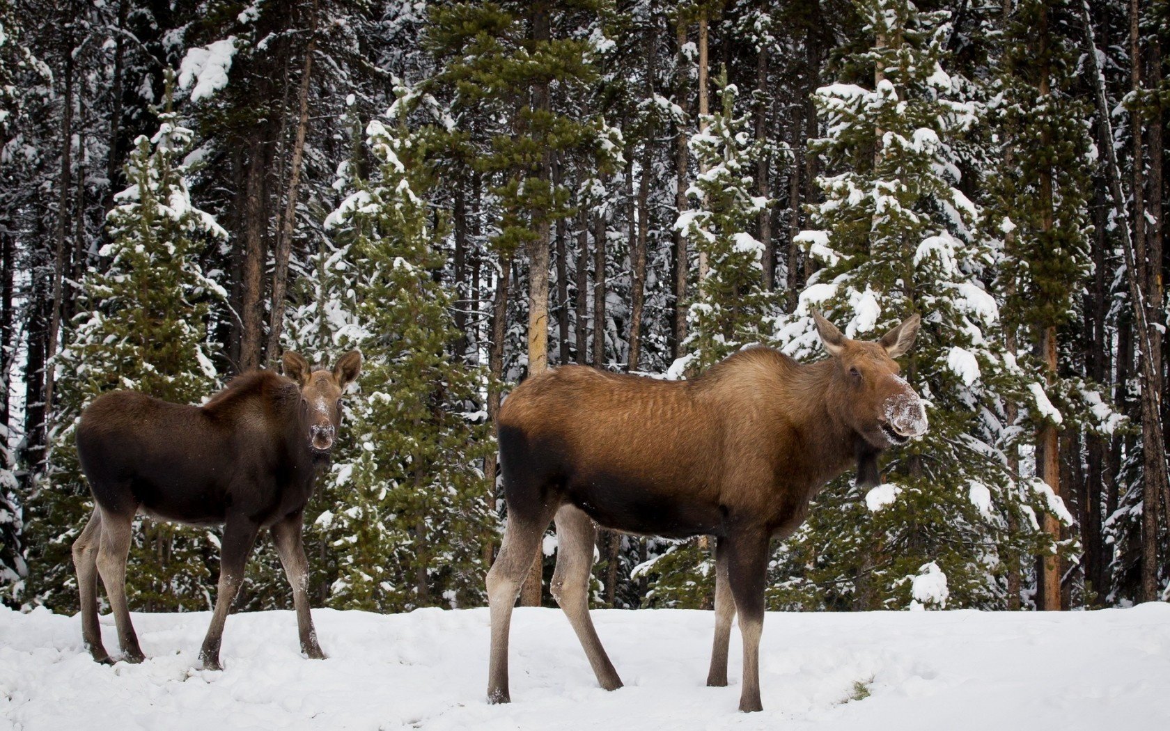 moose forest nature