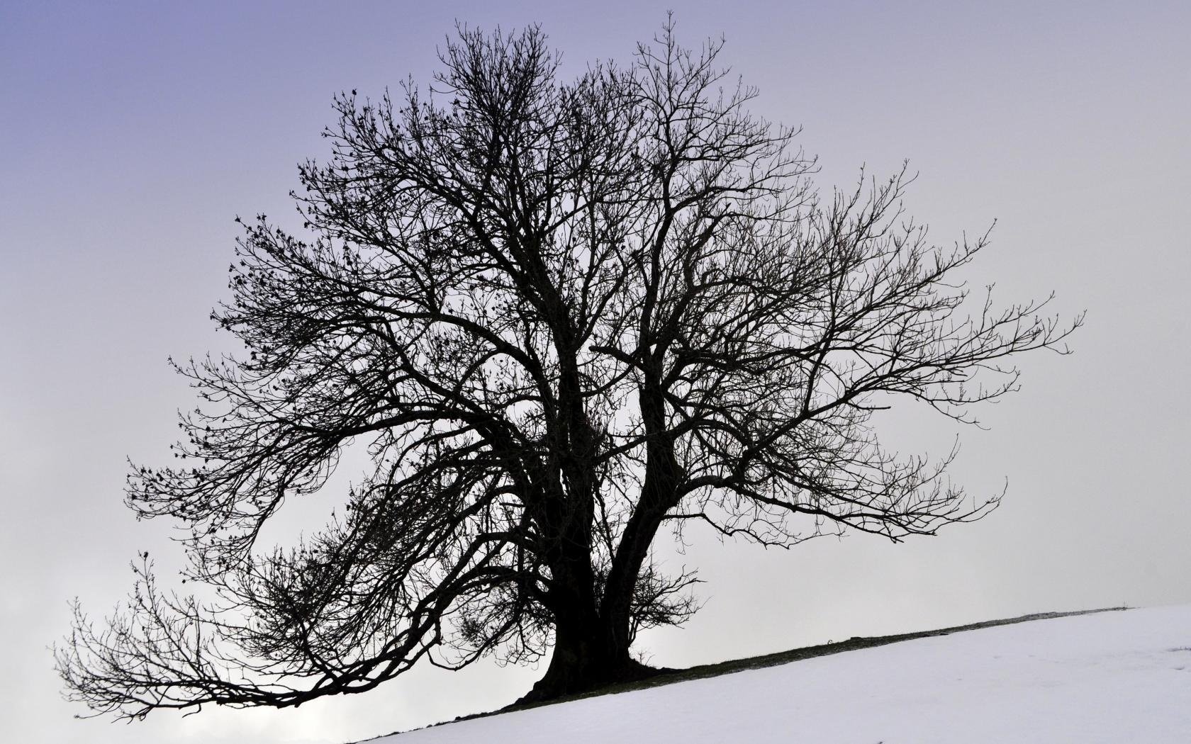 now winter tree crown