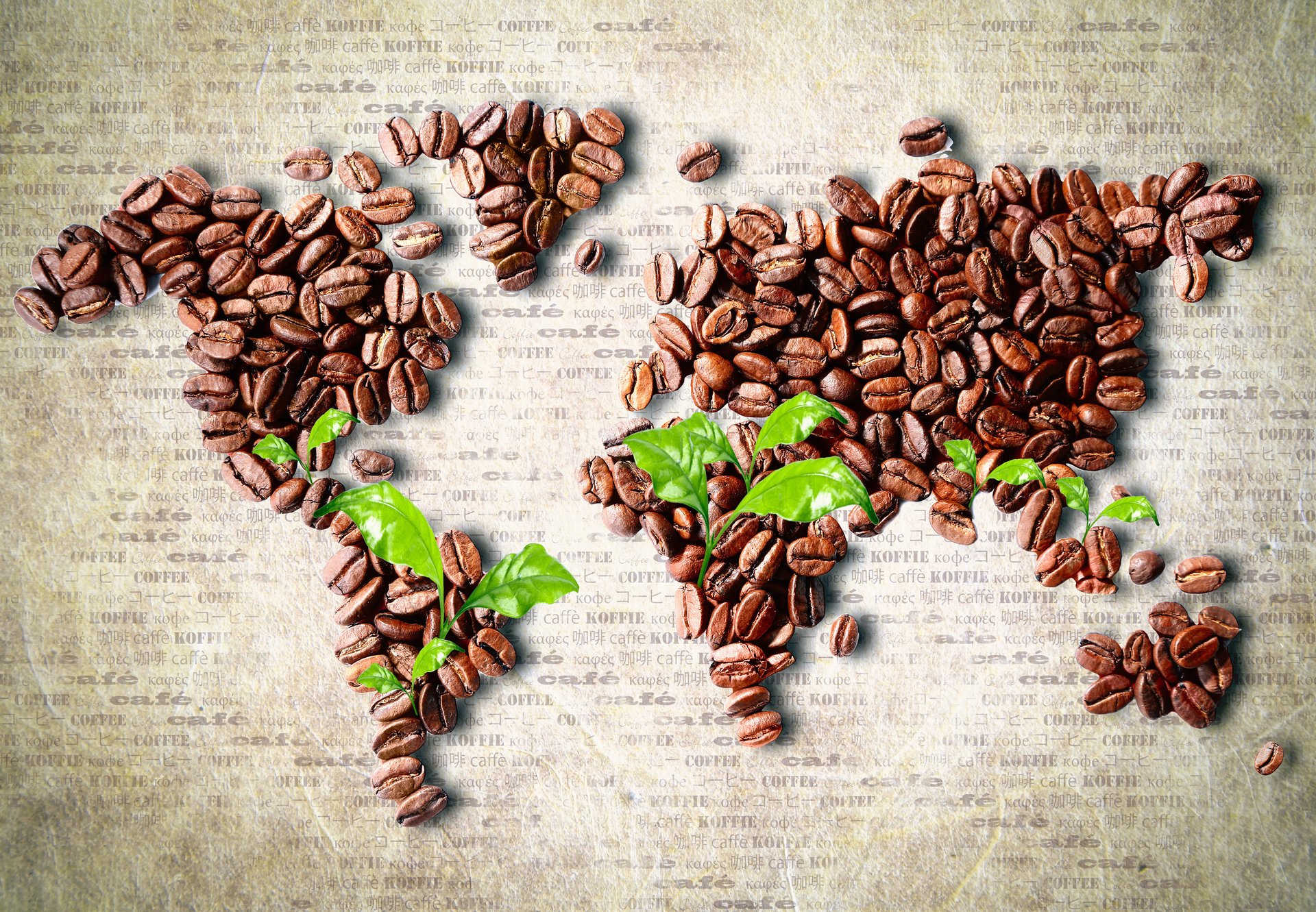 grain leaves map coffee continent