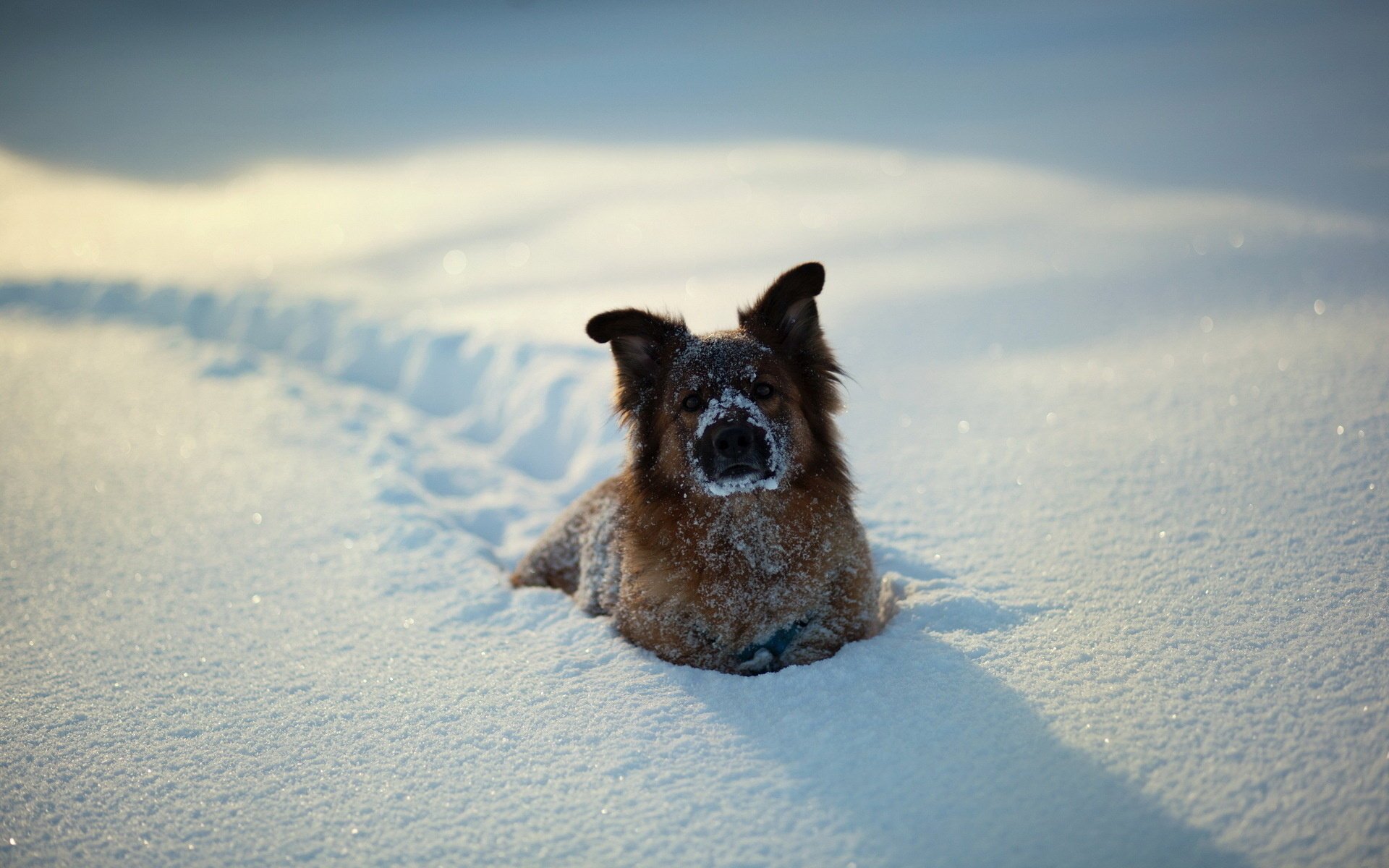 schnee hund winter