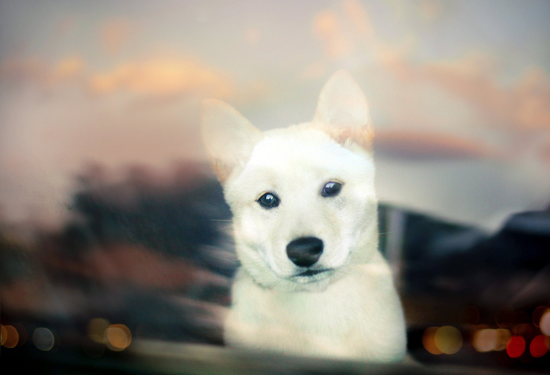 bokeh white dog puppy shiba inu look puppy