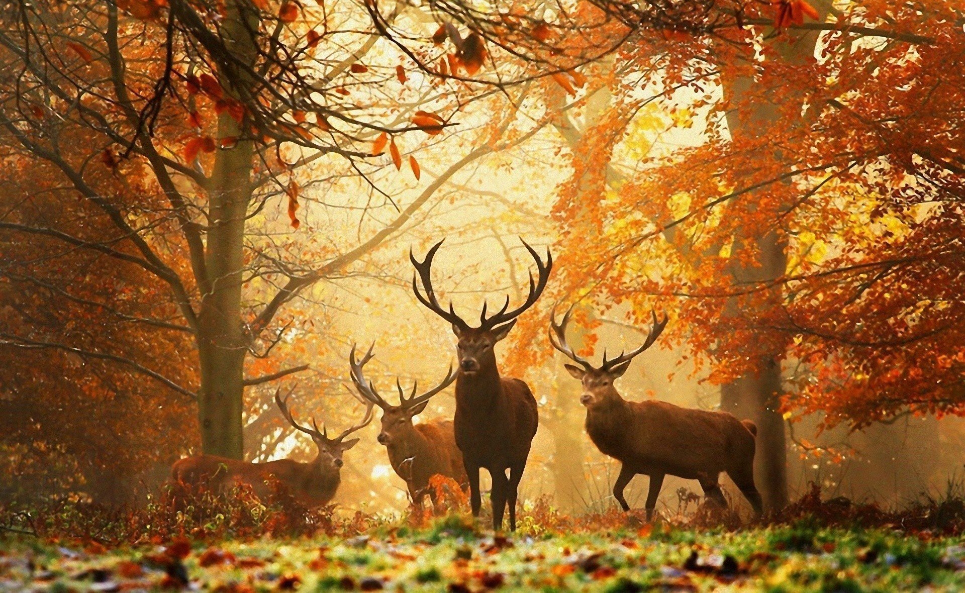 forêt bois animaux cerfs feuilles jaunes automne