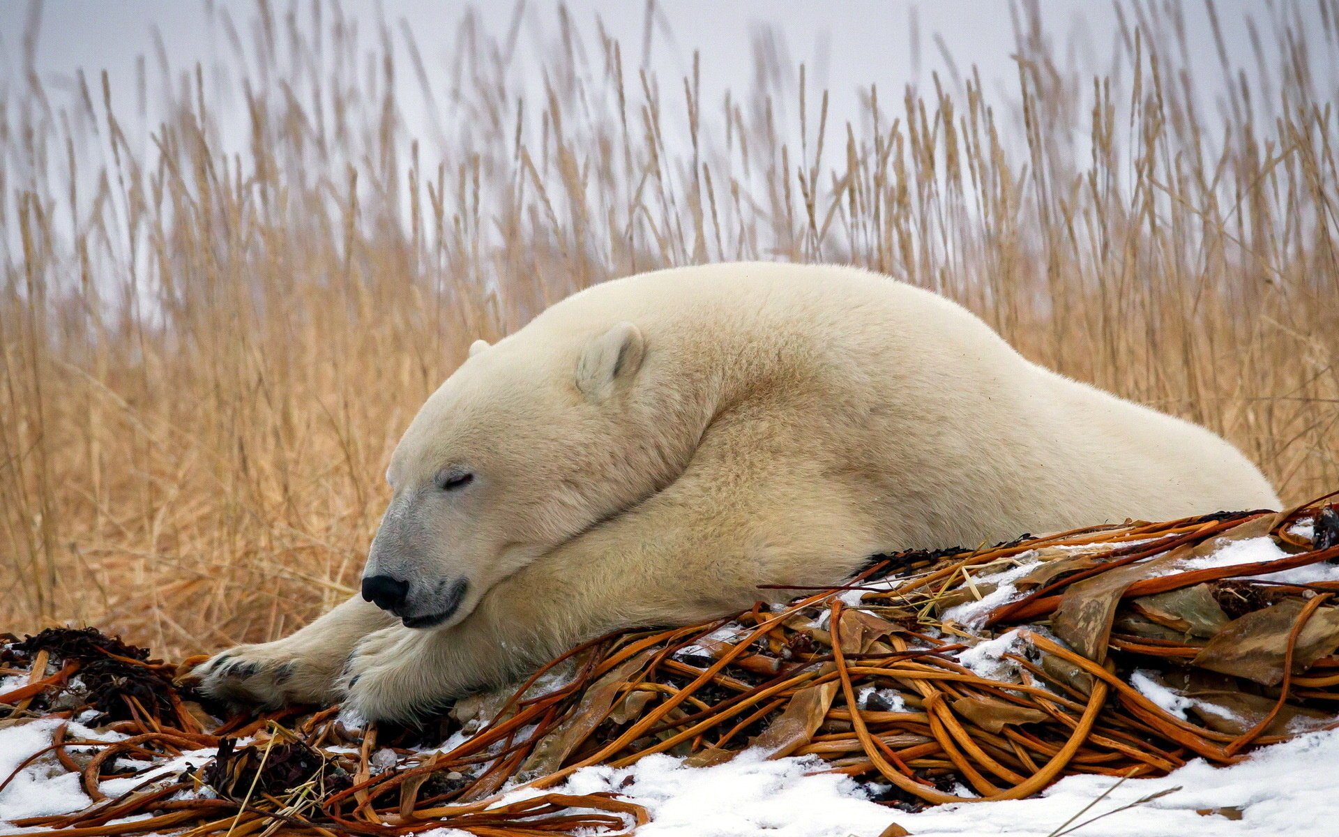 nature bear white