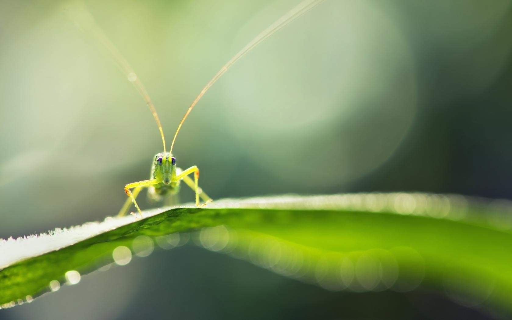 macro naturaleza saltamontes