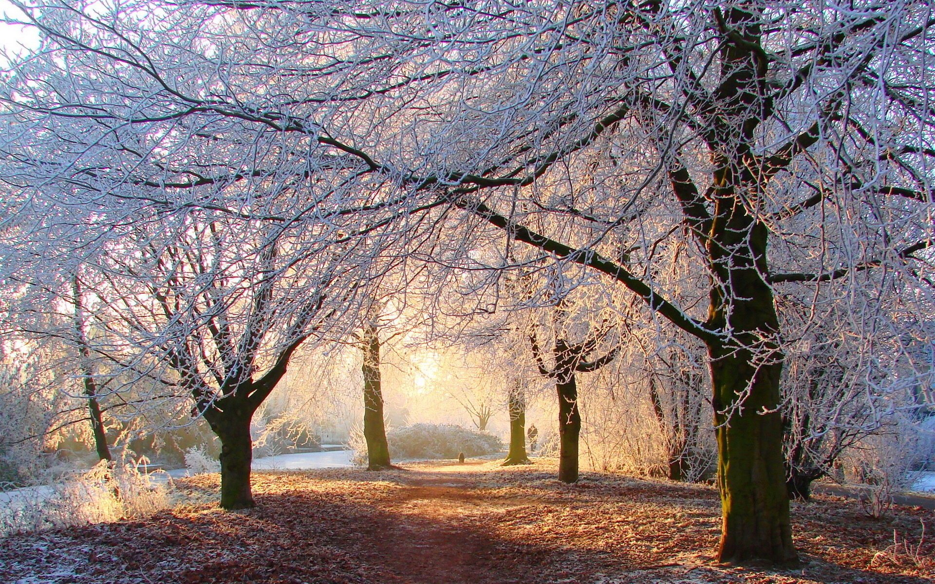 wald winter bäume park straße