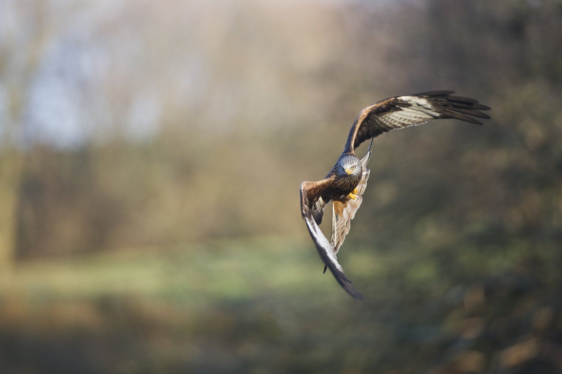 oiseau faucon bec ailes aigle vol