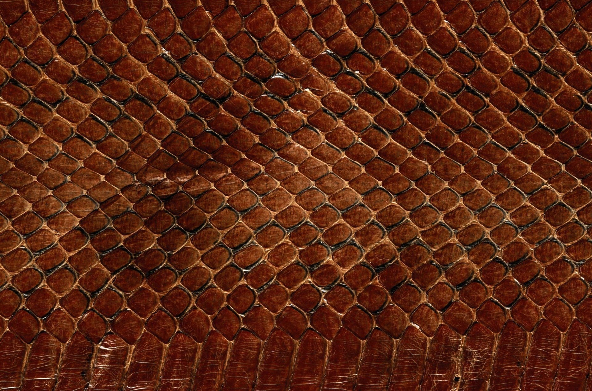 texture background desktop texture animals the scales of a snake leather