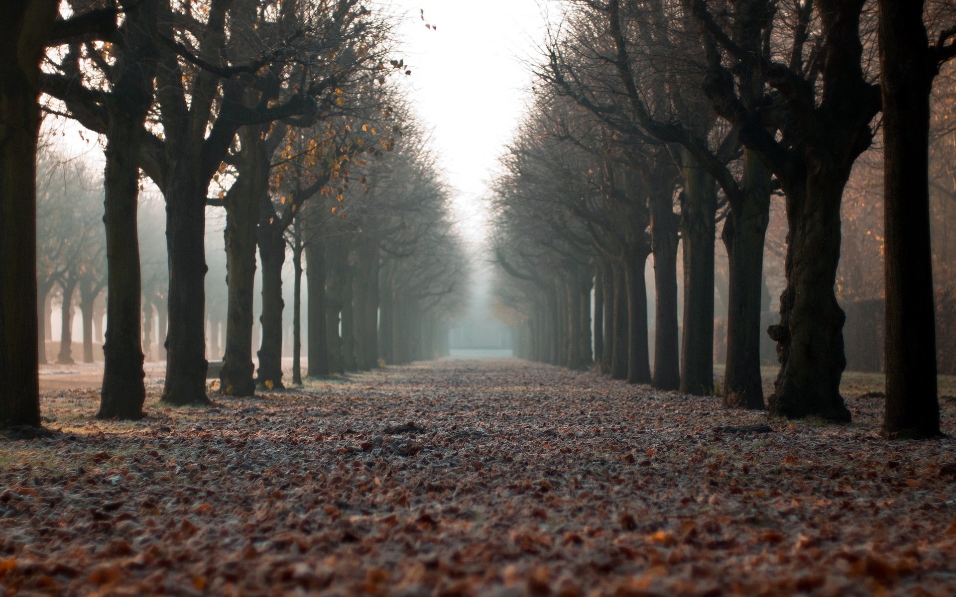 ville rue automne