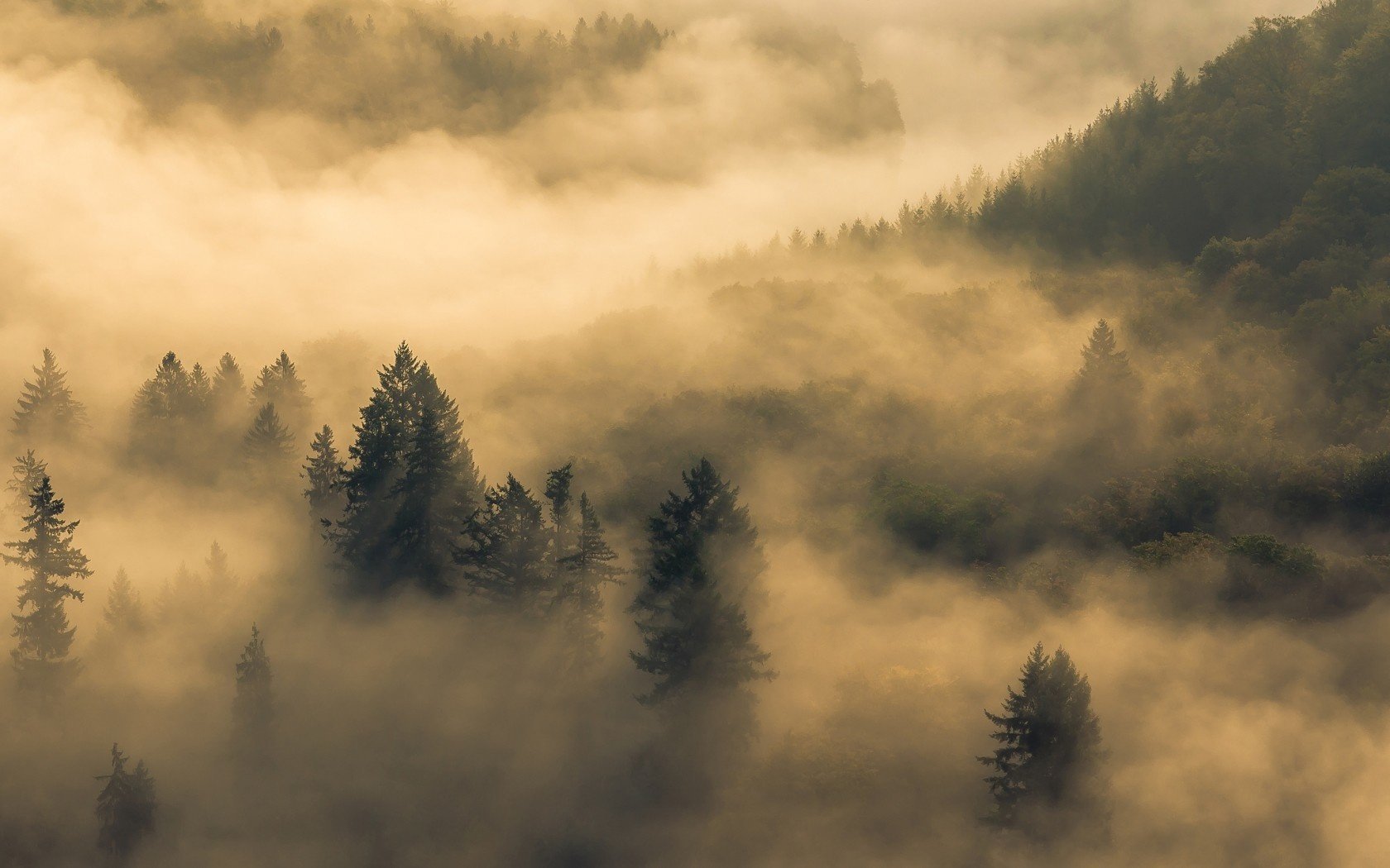 forêt matin brouillard