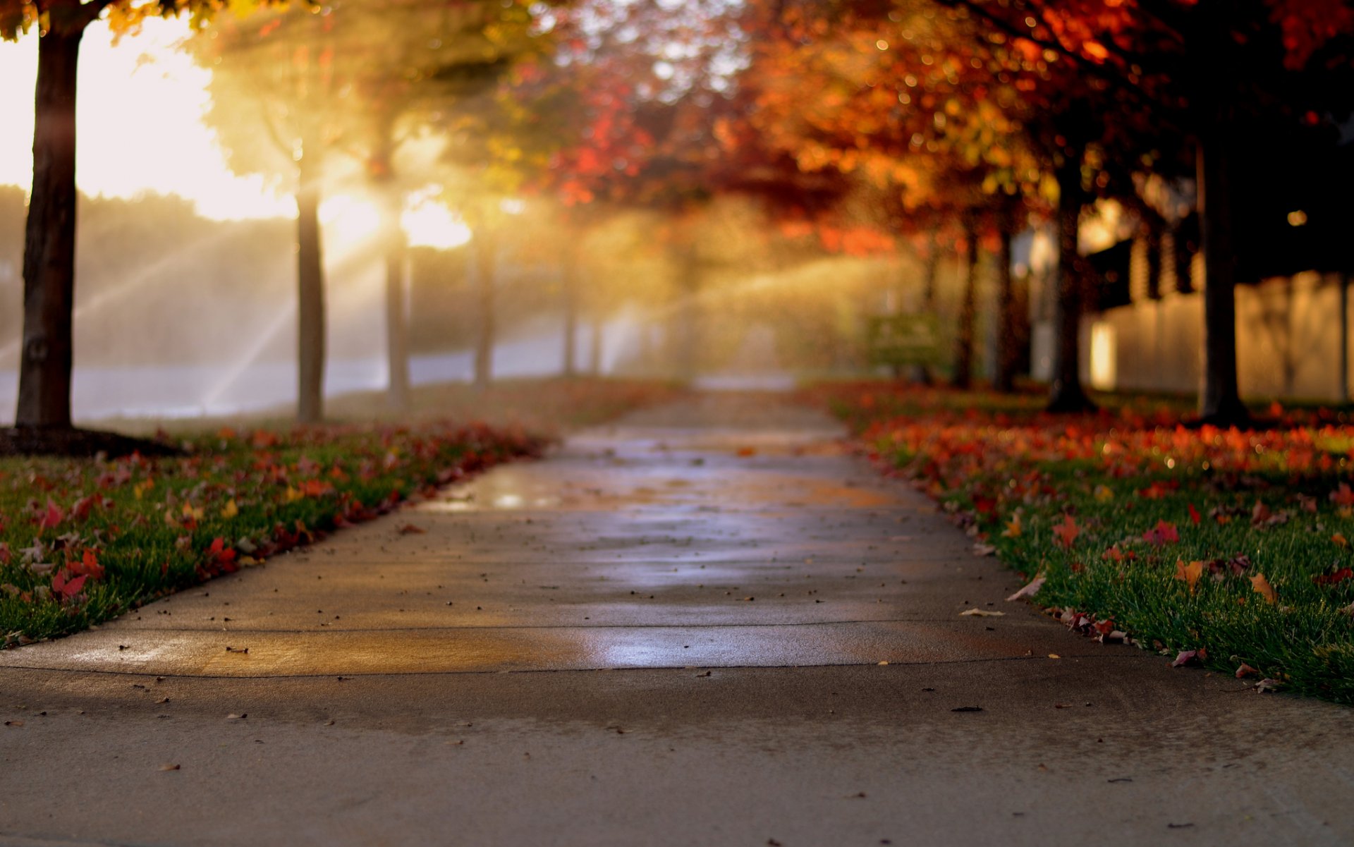 city alley alley trees autumn foliage bokeh light