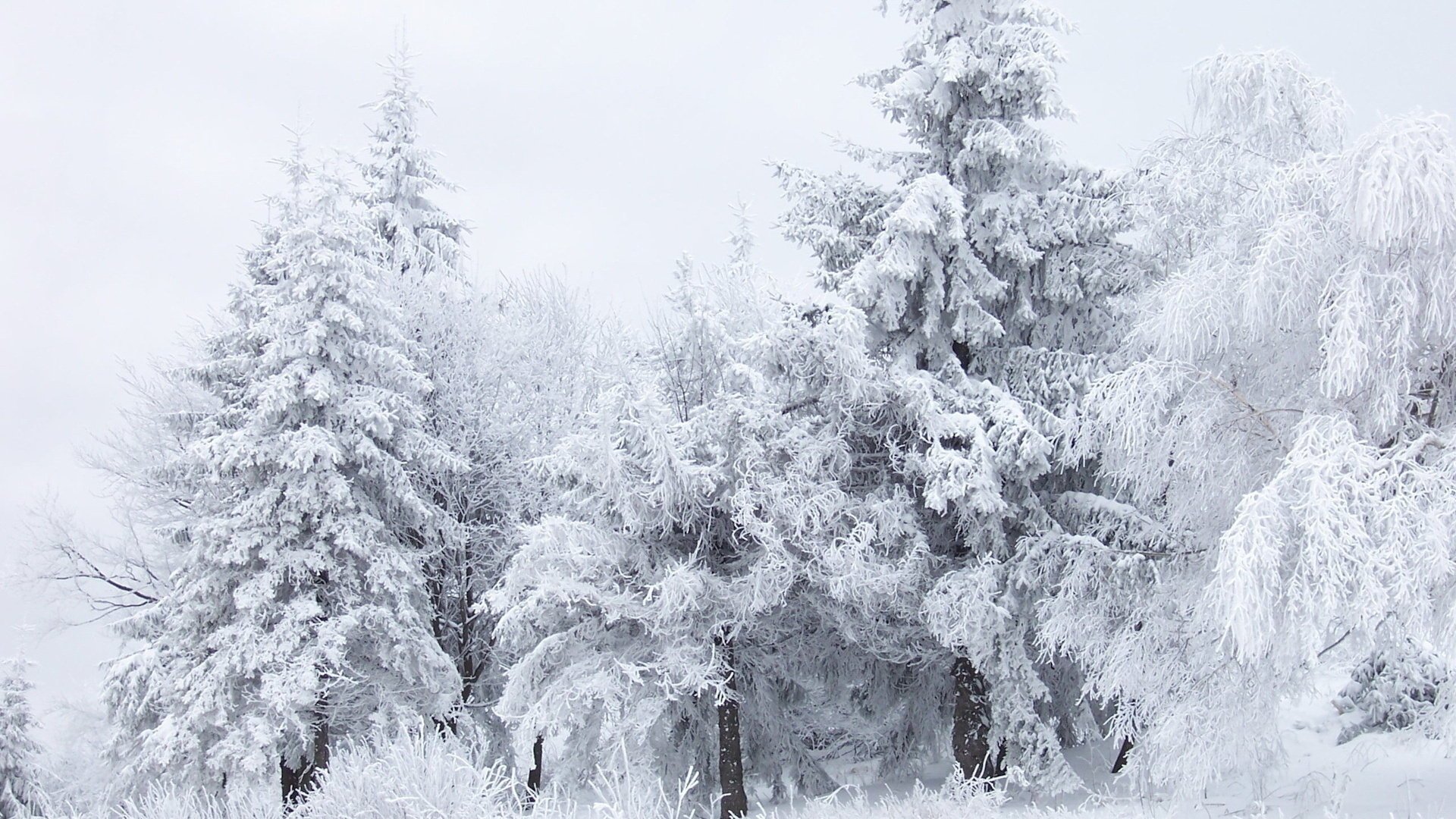 invierno bosque escarcha árboles nieve