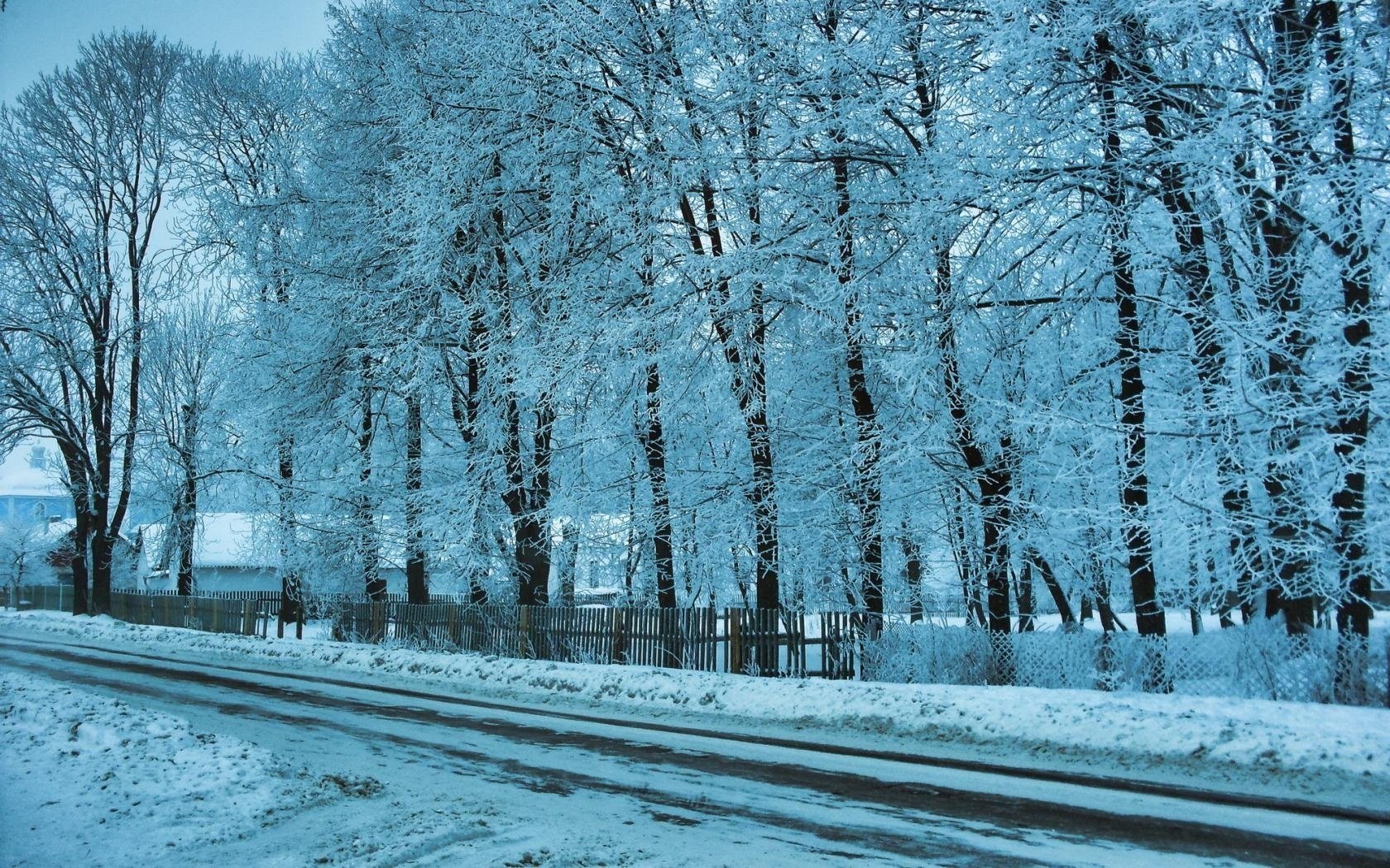 home road trees winter