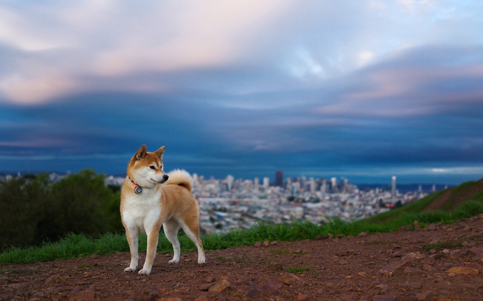 hund freund hintergrund